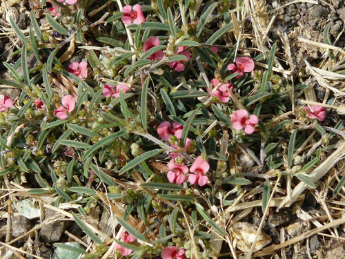 Indigofera linifolia (L.f.) Retz.