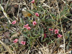 Indigofera linifolia