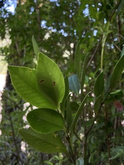 Laurelia sempervirens