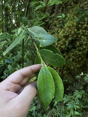 Laurelia sempervirens
