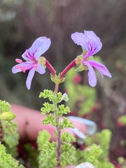 Pelargonium crispum