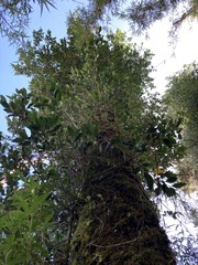 Laurelia sempervirens