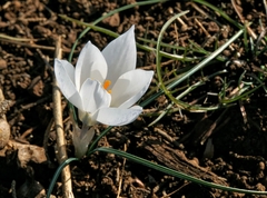 Crocus weldenii