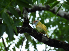 Psilopogon asiaticus