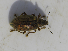 Polydrusus mollis