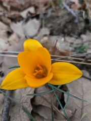 Crocus angustifolius