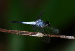 Brachydiplax