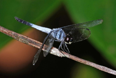Brachydiplax
