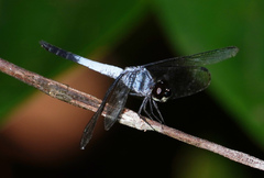Brachydiplax