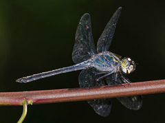 Cratilla lineata