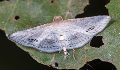 Calindoea anticalis
