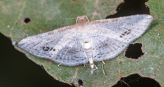 Calindoea anticalis