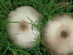 Volvopluteus gloiocephalus