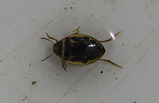 Hygrotus inaequalis