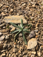 Plantago bellardii
