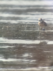 Charadrius mongolus