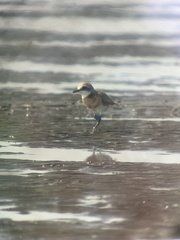 Charadrius mongolus