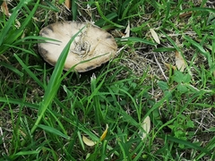 Volvopluteus gloiocephalus