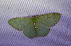 Lissochlora bellimargo
