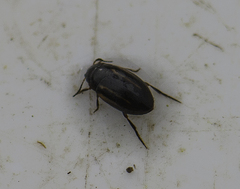Graptodytes granularis