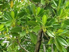 Rhizophora mucronata