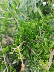 Ehretia rigida
