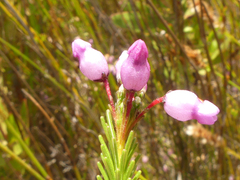 Erica obliqua