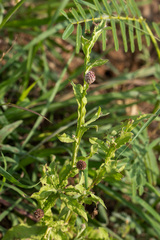 Sphaeranthus africanus