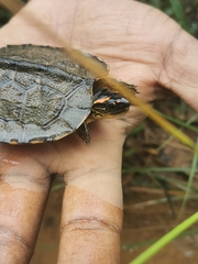 Rhinoclemmys punctularia