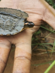 Rhinoclemmys punctularia