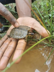 Rhinoclemmys punctularia