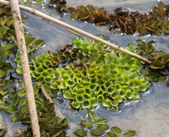 Salvinia cucullata