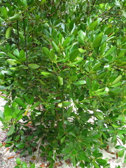 Rhizophora mucronata