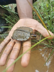 Rhinoclemmys punctularia