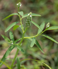 Sphenoclea zeylanica