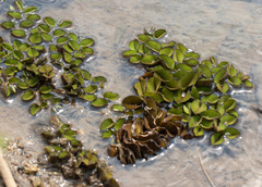 Salvinia