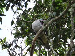 Ducula badia