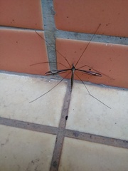 Tipula nova