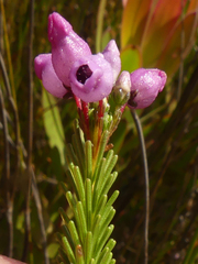 Erica obliqua