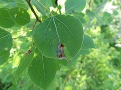 Harmandiola