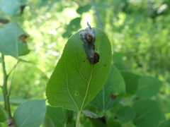 Harmandiola