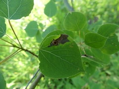 Harmandiola
