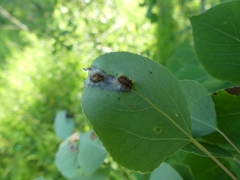 Harmandiola