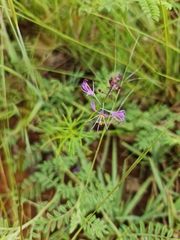 Cleome maculata