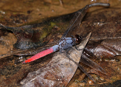 Orthetrum schneideri