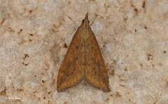 Udea ferrugalis