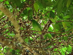 Chloropsis sonnerati