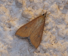 Udea ferrugalis