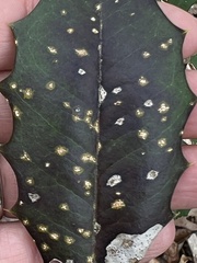 Chrysomyxa ilicina