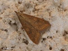 Udea ferrugalis